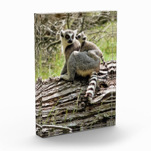 LEMUR FOTOBLOKKEN (Links)