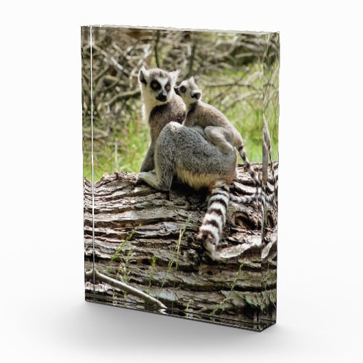 LEMUR FOTOBLOKKEN (Rechts)