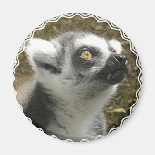 Lemur fotomagneet magneet (Voorkant)
