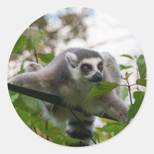 Lemur in de Openlucht Ronde Sticker (Voorkant)
