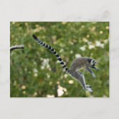Lemur Jump Briefkaart (Voorkant)