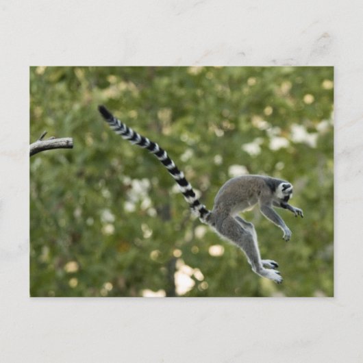 Lemur Jump Briefkaart (Voorkant)