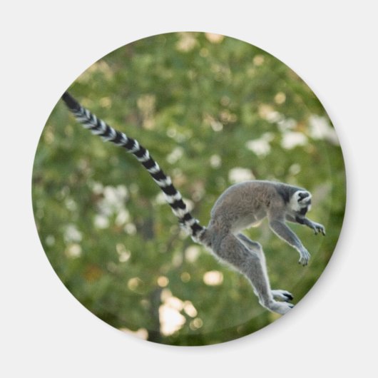 Lemur Jump Magnet (Voorkant)
