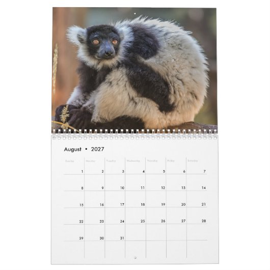 Lemur Kalender 2027 (Aug 2027)