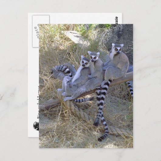 Lemur Line Briefkaart (Voorkant / Achterkant)