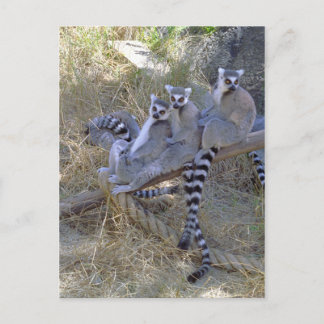 Lemur Line Briefkaart