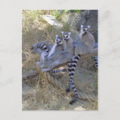 Lemur Line Briefkaart (Voorkant)