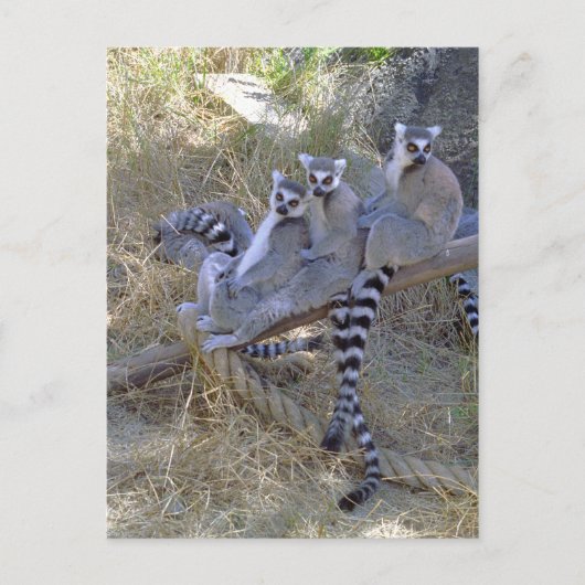 Lemur Line Briefkaart (Voorkant)
