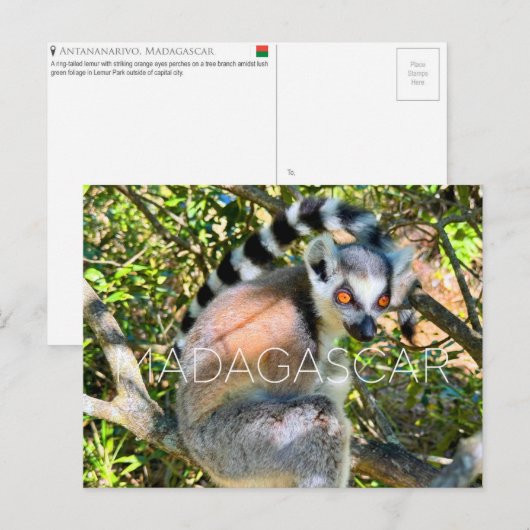 Lemur, Madagaskar Reisansichtkaart Briefkaart (Voorkant / Achterkant)