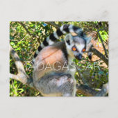 Lemur, Madagaskar Reisansichtkaart Briefkaart (Voorkant)