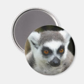 Lemur Magneet (Voorkant / Achterkant)