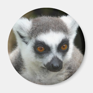Lemur Magneet