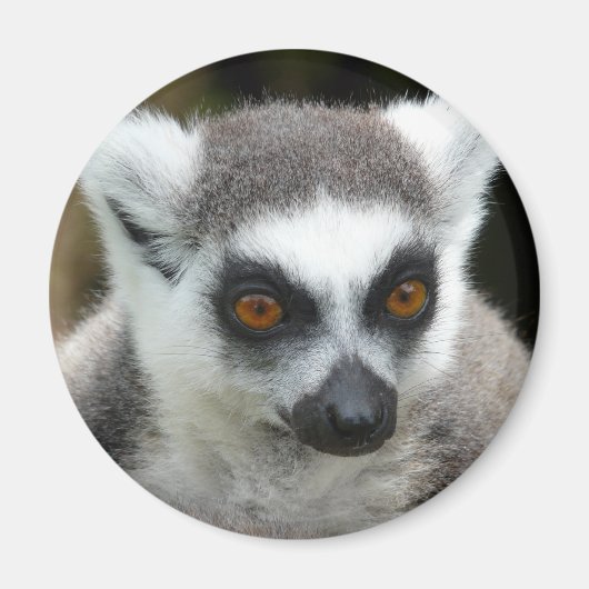 Lemur Magneet (Voorkant)