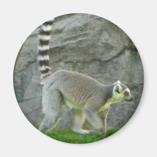Lemur Magneet (Voorkant)