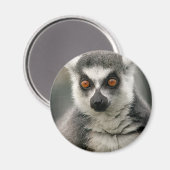 Lemur Magneet (Voorkant / Achterkant)