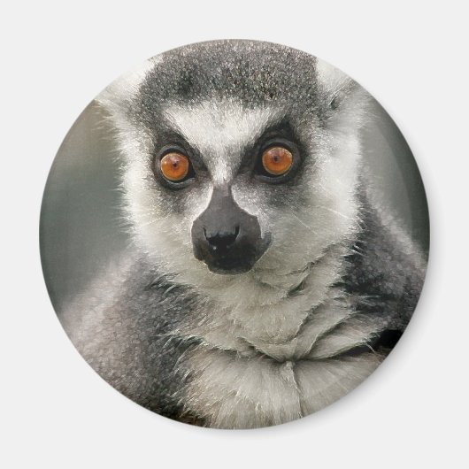 Lemur Magneet (Voorkant)
