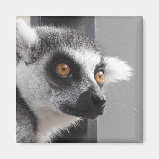 Lemur Magnet (Voorkant)