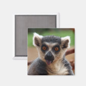 Lemur Magnet (Voorkant / Achterkant)