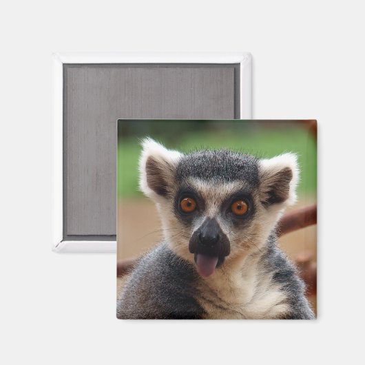 Lemur Magnet (Voorkant / Achterkant)