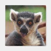 Lemur Magnet (Voorkant)