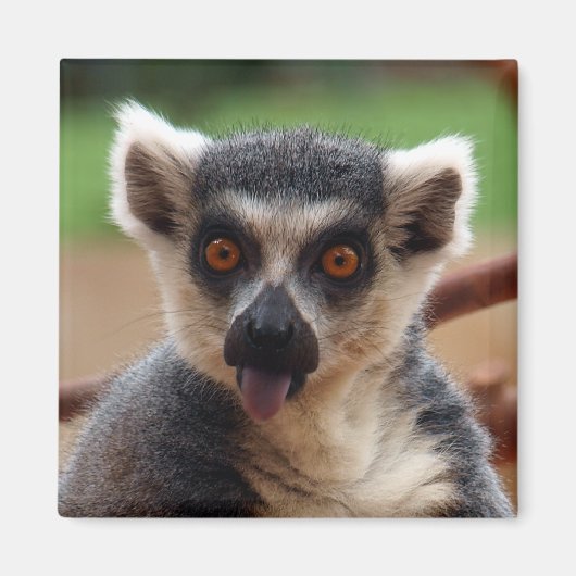 Lemur Magnet (Voorkant)