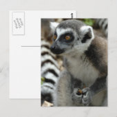 Lemur Monkey Briefkaart (Voorkant / Achterkant)