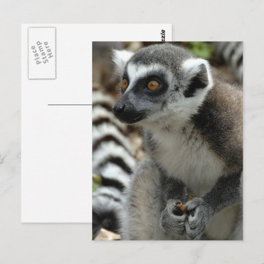 Lemur Monkey Briefkaart (Voorkant / Achterkant)