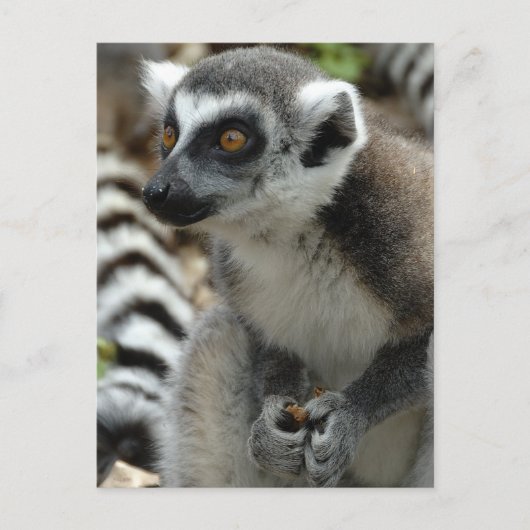 Lemur Monkey Briefkaart (Voorkant)