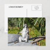 Lemur Monkey Briefkaart (Voorkant / Achterkant)