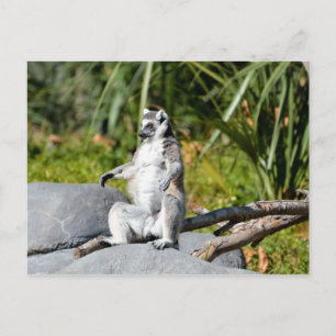 Lemur Monkey Briefkaart