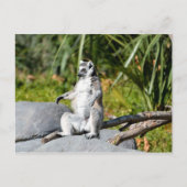 Lemur Monkey Briefkaart (Voorkant)