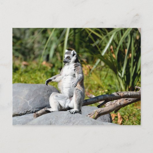 Lemur Monkey Briefkaart (Voorkant)