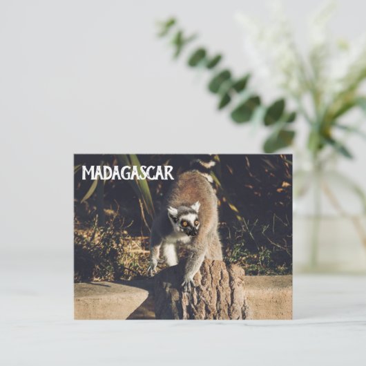 Lemur Monkey Madagascar Wildlife Briefkaart (Staand voorkant)