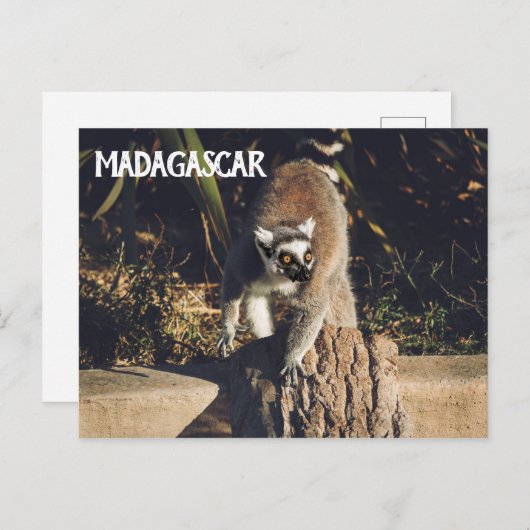 Lemur Monkey Madagascar Wildlife Briefkaart (Voorkant / Achterkant)