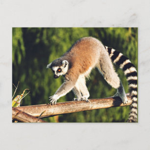 Lemur op een boomtak feestdagenkaart