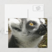 Lemur Photo Briefkaart (Voorkant / Achterkant)