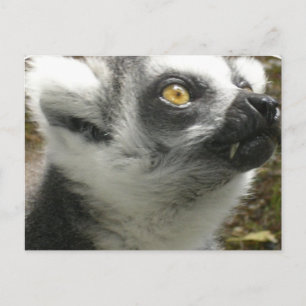 Lemur Photo Briefkaart