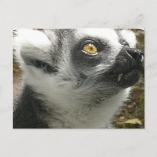 Lemur Photo Briefkaart (Voorkant)