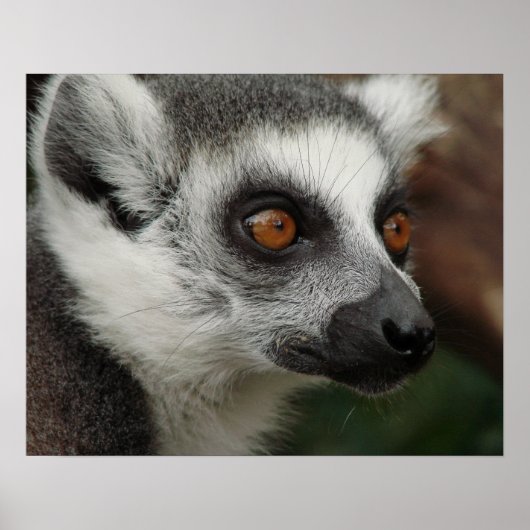 Lemur Poster (Voorkant)
