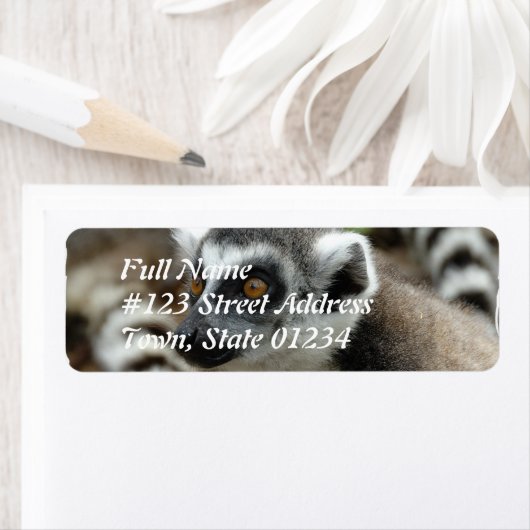 Lemur retour adres label (Insitu)