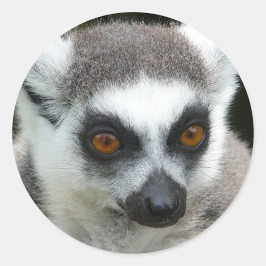 Lemur Ronde Sticker (Voorkant)