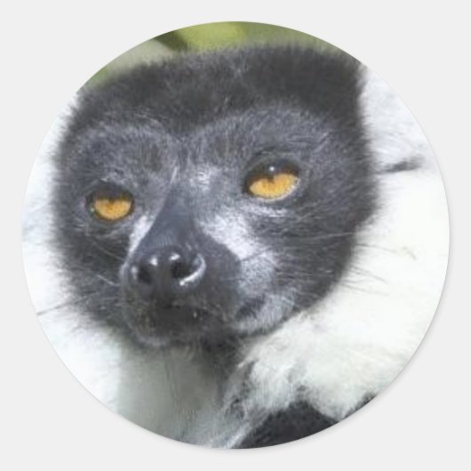Lemur Stickers (Voorkant)