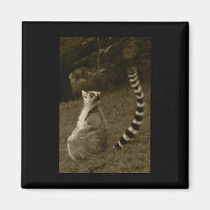 Lemur Tail Valencia Tint Vertical Sticker Magneet