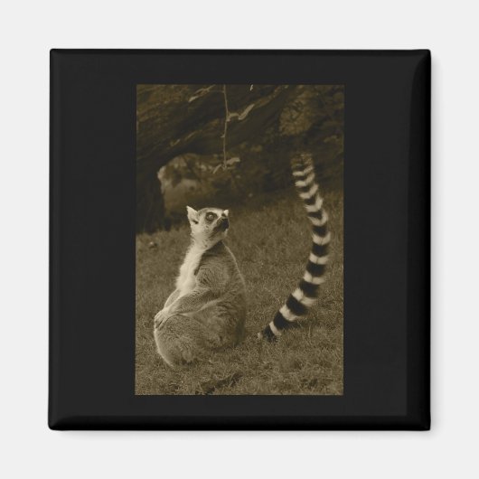 Lemur Tail Valencia Tint Vertical Sticker Magneet (Voorkant)