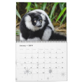 Lemur Wild Primate Welkom Home Destiny's Kalender (Jan 2019)