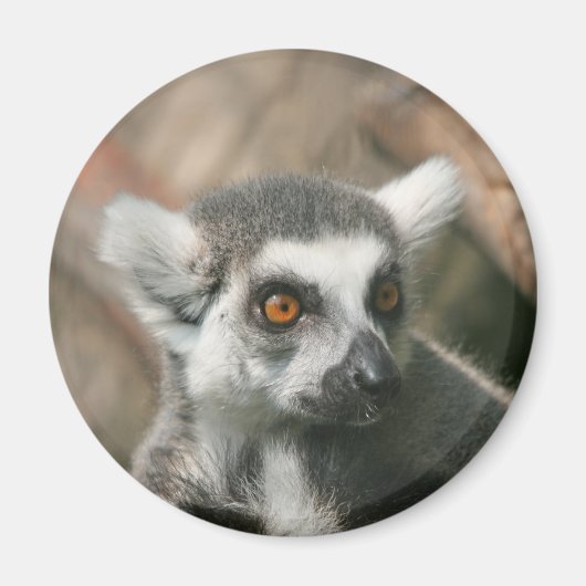 lemura magneet (Voorkant)