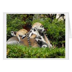 Lemuren met gespannen baby