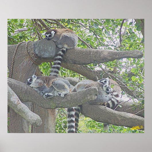 Lemurs Poster (Voorkant)