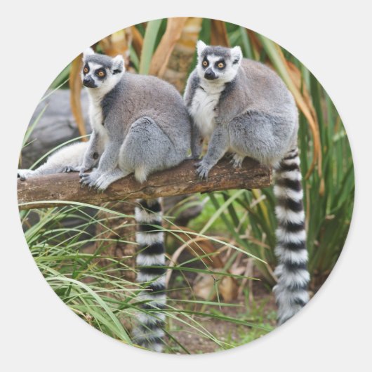 Lemurs Sticker (Voorkant)