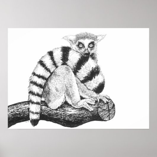 Lemurtekening Poster (Voorkant)